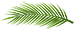 palm leaf tilted horizontally