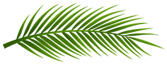 palm leaf tilted horizontally